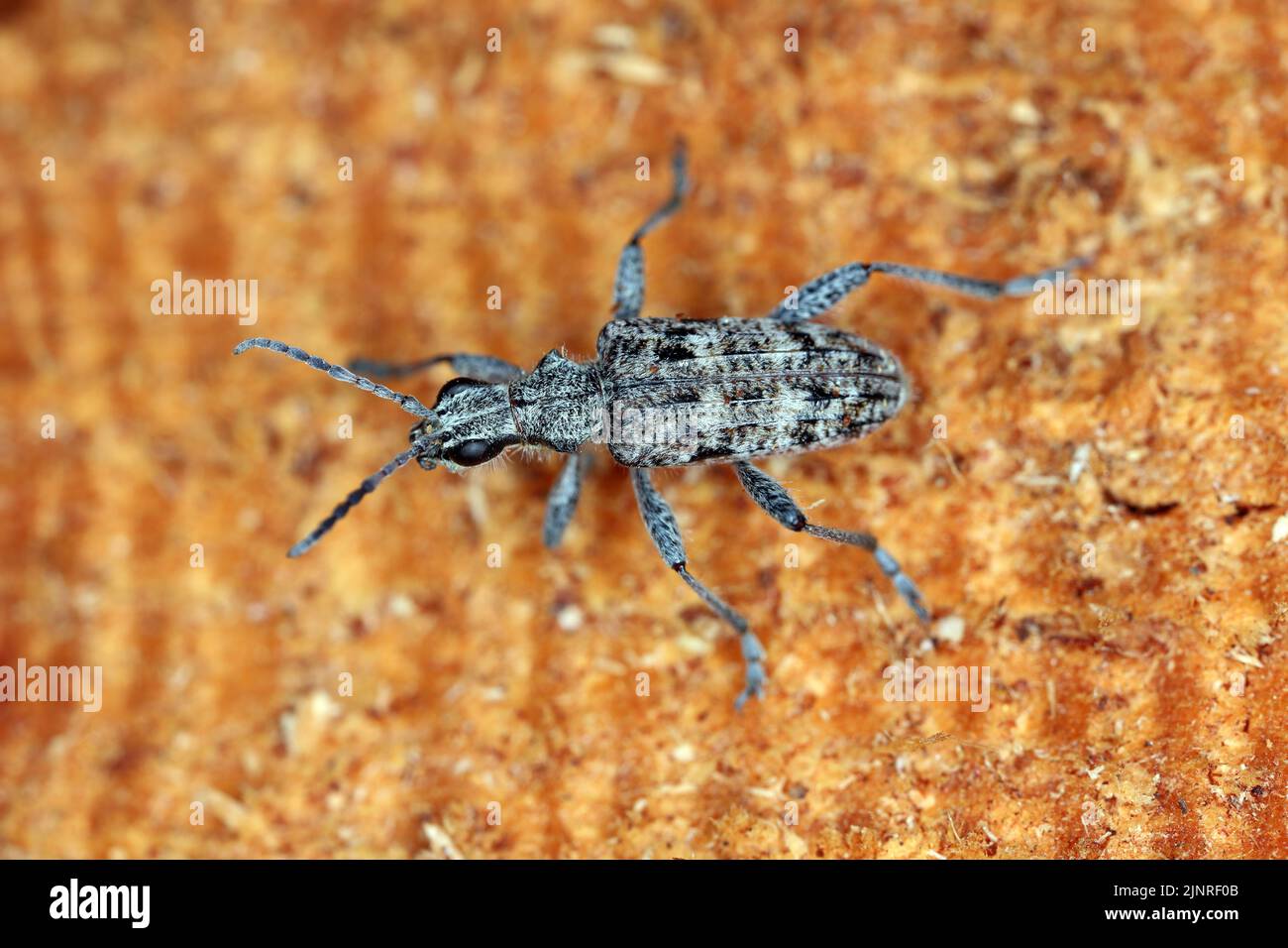 Small Longhorn Beetle (Rhagium inquisitor). Stock Photo