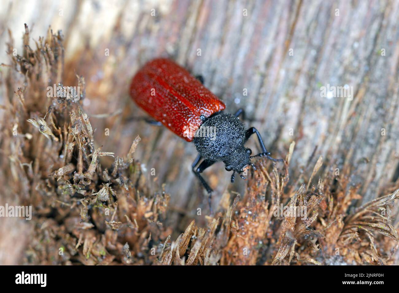 Capuchin beetle, Auger beetle, False powderpost beetle, Horned ...