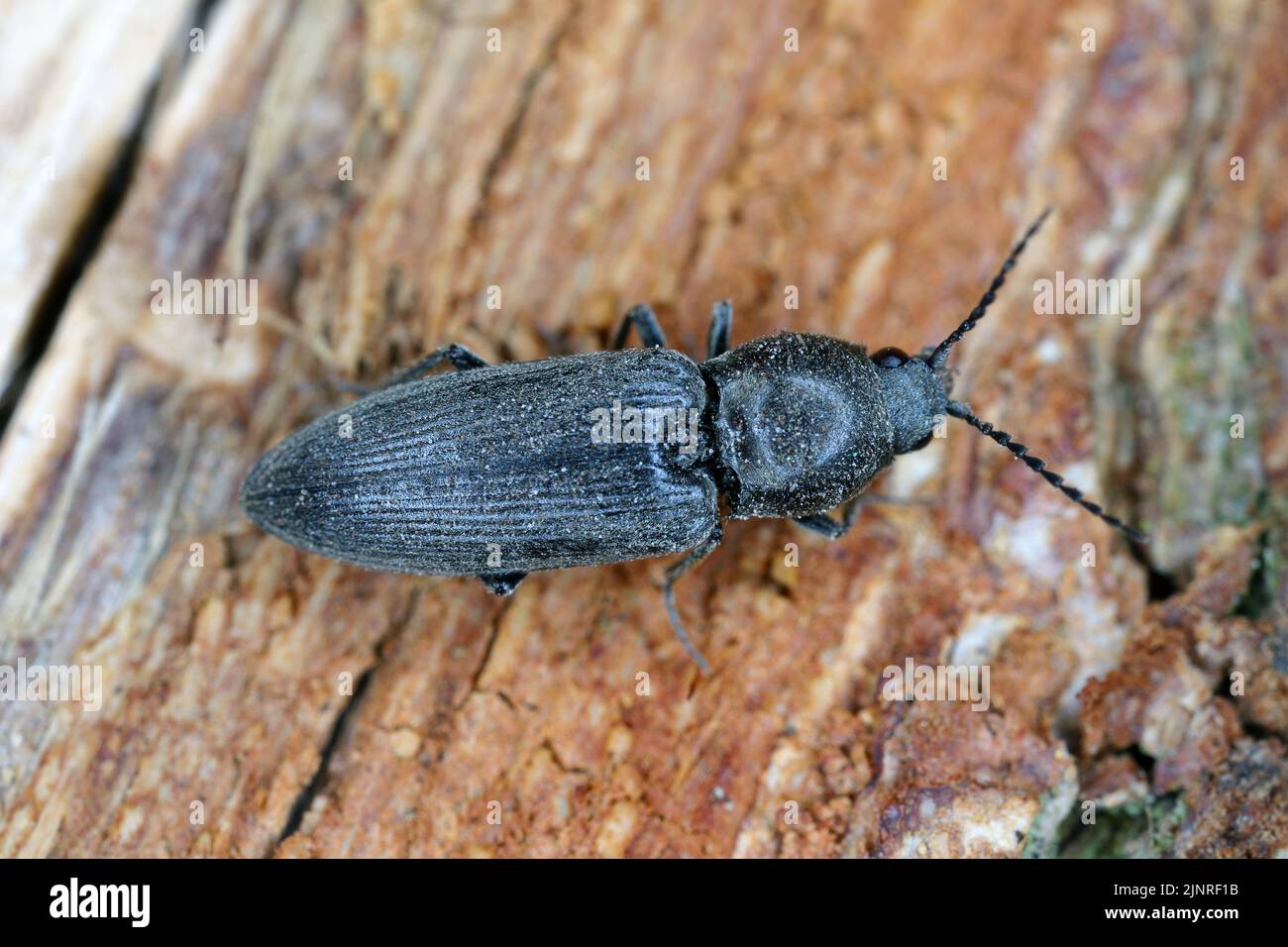 Click Beetle (Elateridae) on wood. Stock Photo