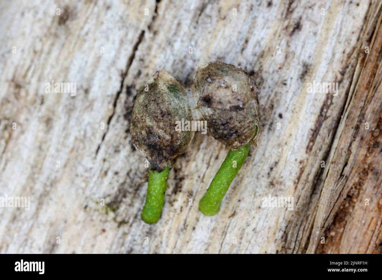 Germinating mistletoe seeds on a tree. Stock Photo