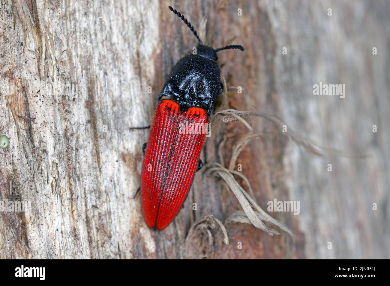 Click Beetle (Elateridae) on wood. Stock Photo