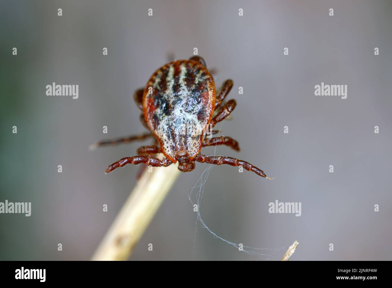 Tick on dry grass. High magnification. Stock Photo