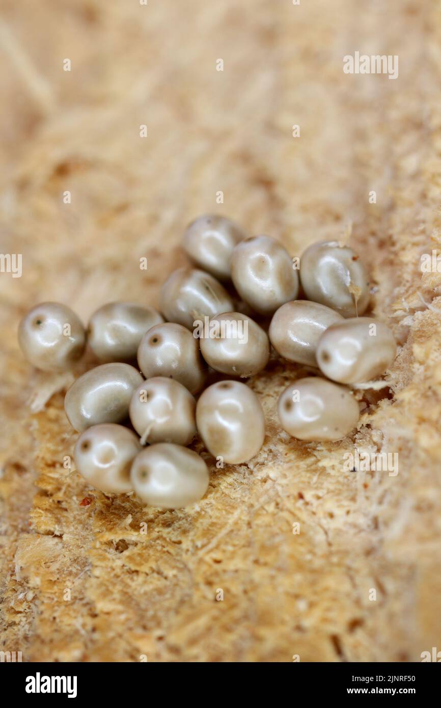 Moth eggs on wood. Forest pests. Moth caterpillars that eat the leaves and needles of forest and garden trees. Stock Photo