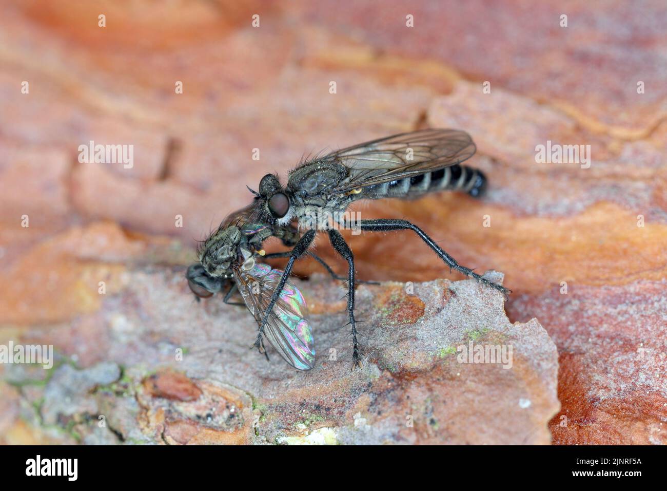 A predatory fly eating a hunted fly. Stock Photo