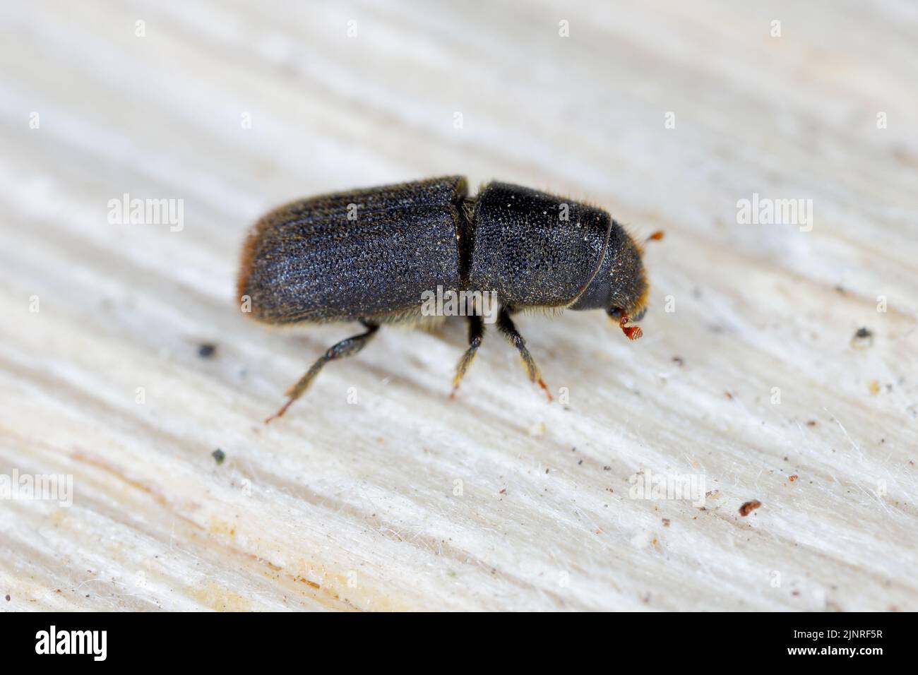 Detail shot of a bark beetle (Scolytidae, Scolytinae) on wooden surface. Stock Photo