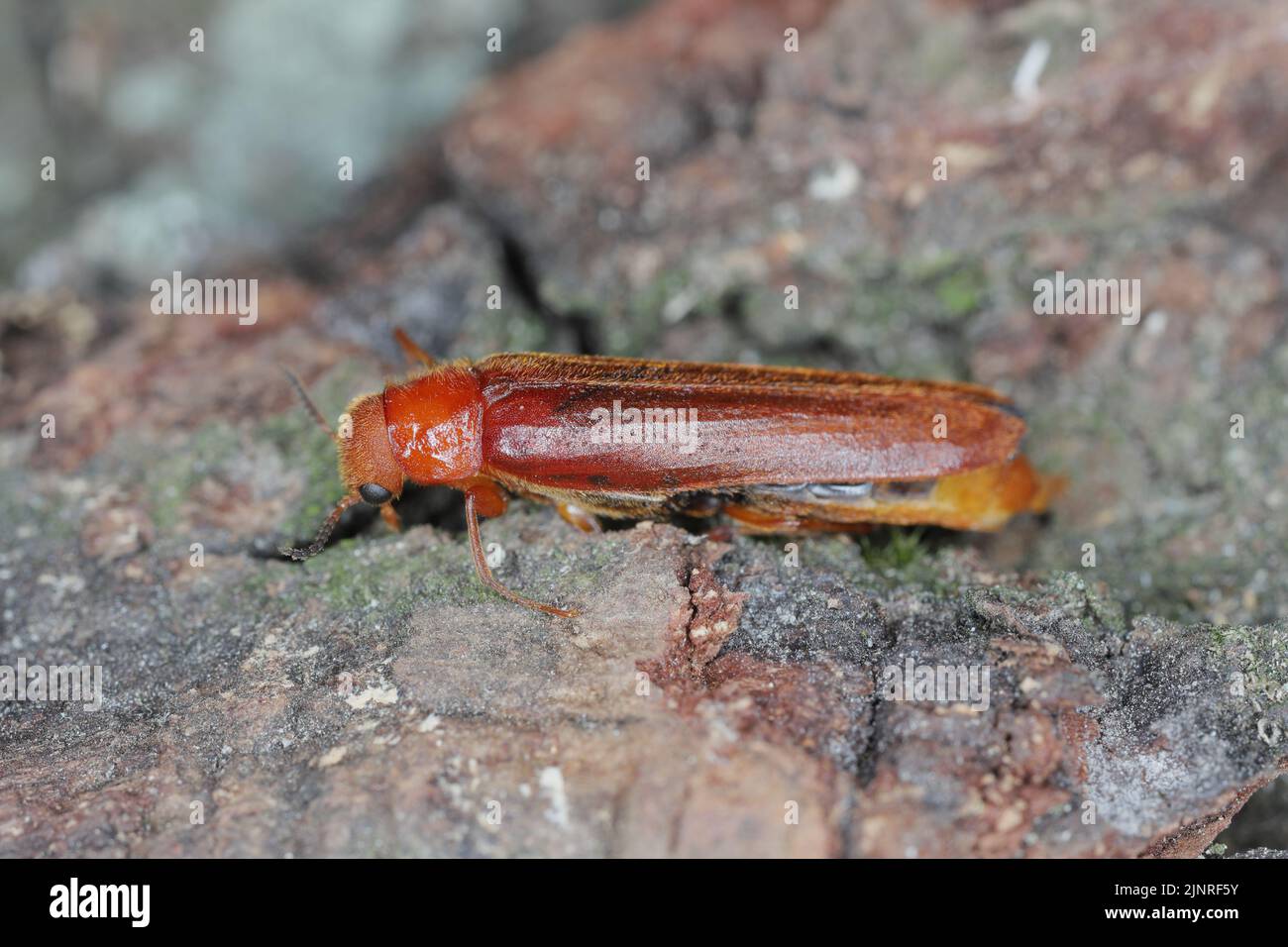 Large timberworm, European sapwood timberworm (Hylecoetus dermestoides), sitting on bark. Stock Photo