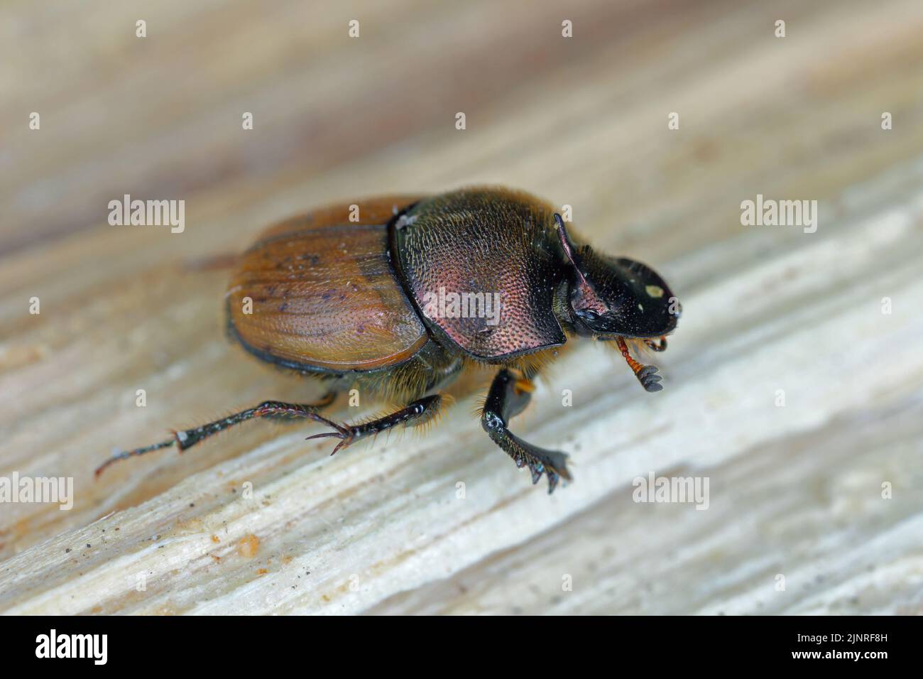 A shallow focus of a Dung beetle (Onthophagus coenobita). Stock Photo