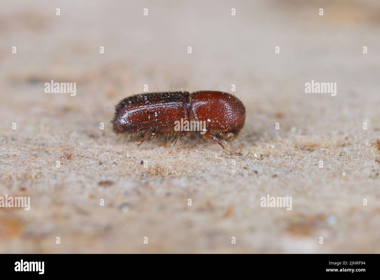 Detail shot of a bark beetle (Scolytidae, Scolytinae) on wooden surface. Stock Photo