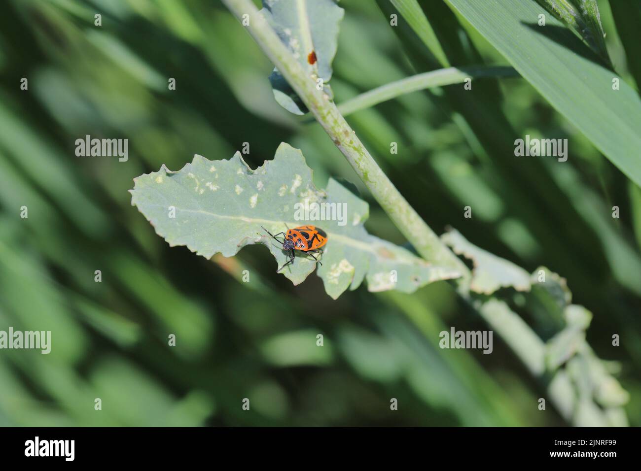 Red bugs on the rapeseed plant. Visible feeding damage, white spots on