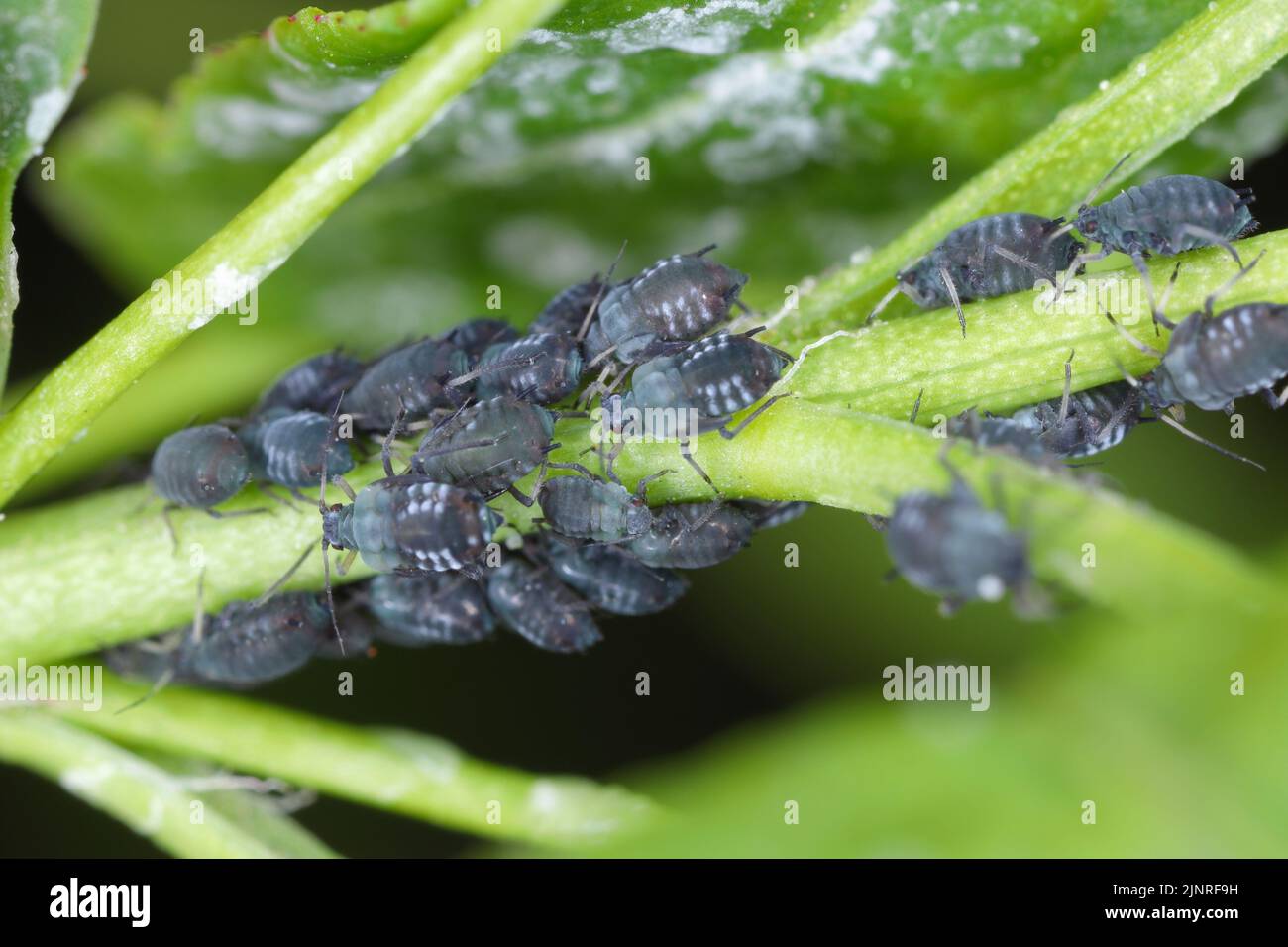Ivy aphids (Aphis hederae) on tree ivy (Hedera helix). Stock Photo