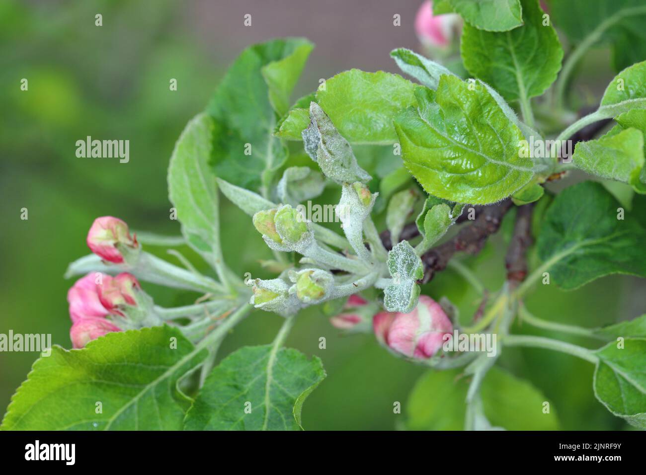Powdery mildew Podosphaera leucotricha primary infection on apple flower buds Stock Photo