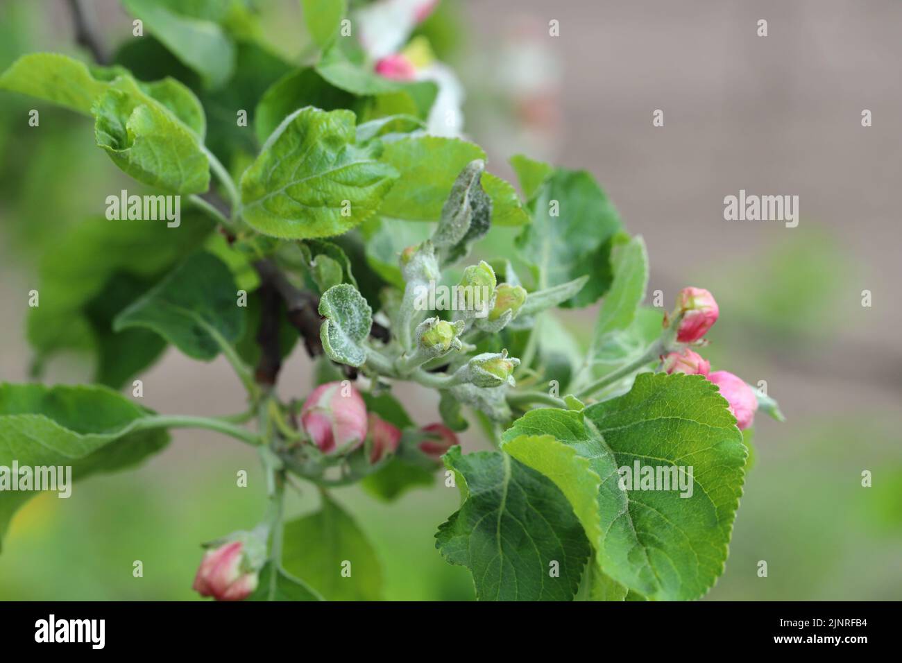 Powdery mildew Podosphaera leucotricha primary infection on apple flower buds Stock Photo