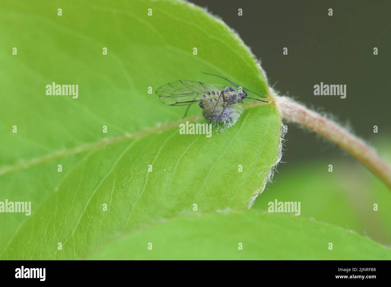 Aphid killed by parasitoid wasp on pear leaf Stock Photo - Alamy