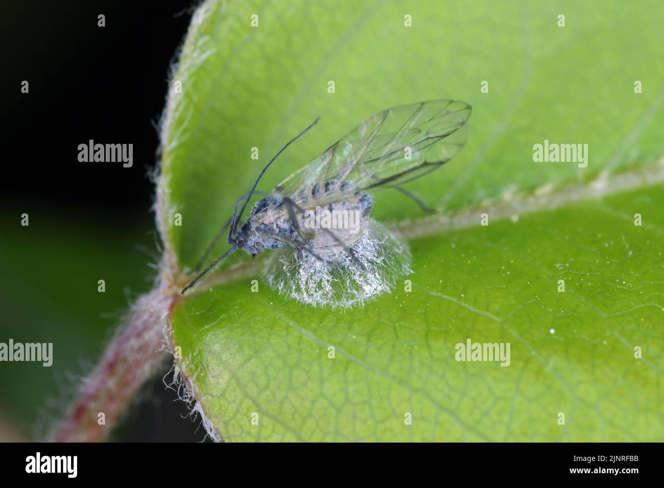 Aphid killed by parasitoid wasp on pear leaf Stock Photo - Alamy