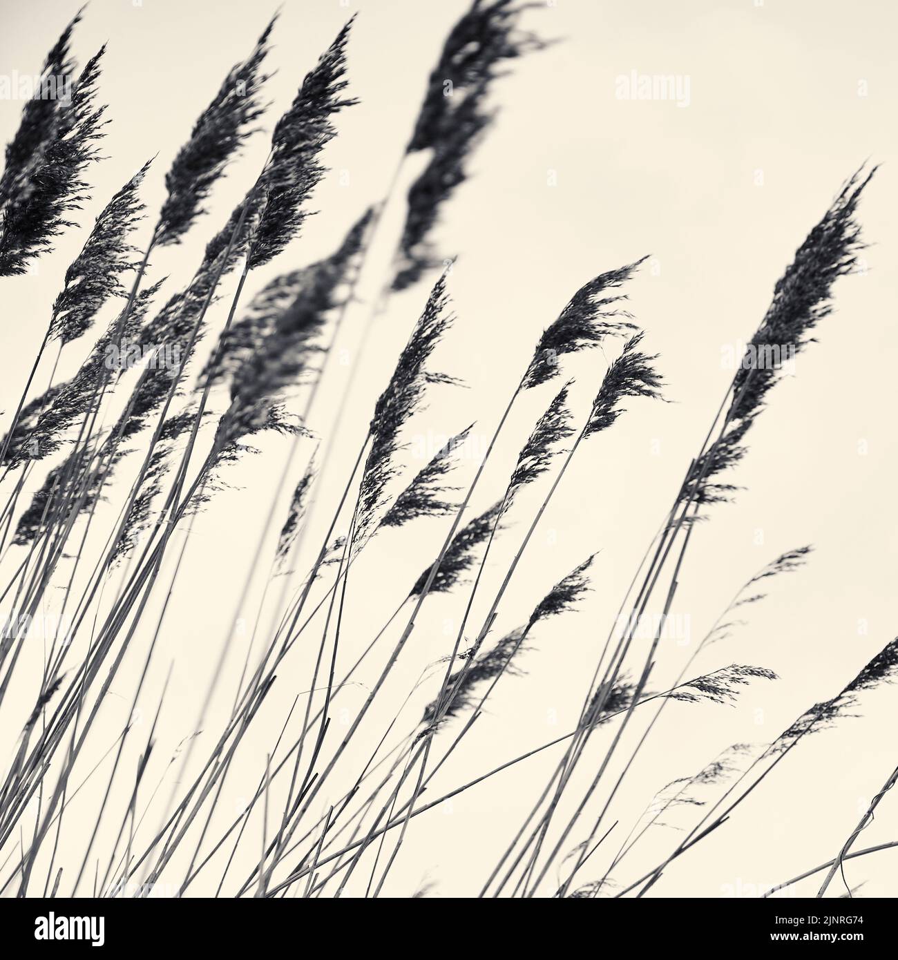 Pond reeds blowing in the wind Stock Photo