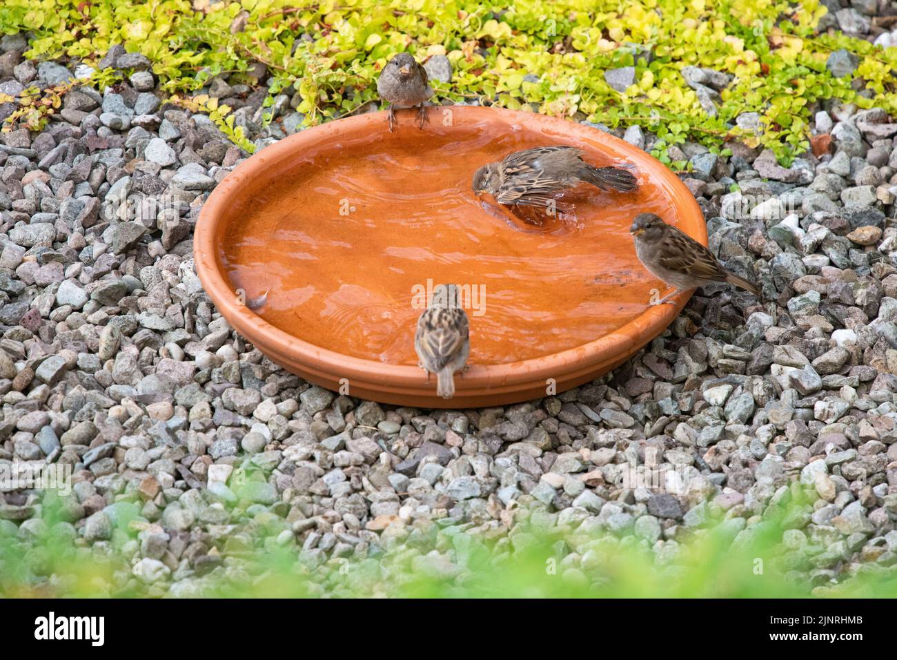 Killearn, Stirling, Scotland, UK. 13th Aug, 2022. UK weather - house sparrows enjoying a cool bath on a hot sunny afternoon in Stirlingshire Credit: Kay Roxby/Alamy Live News Stock Photo