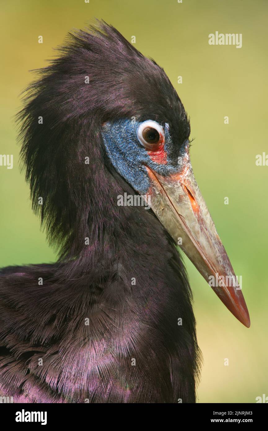 Abdim's Stork, Ciconia abdimii, also known as the White-bellied stork, is a stork belonging to the family Ciconiidae. Stock Photo