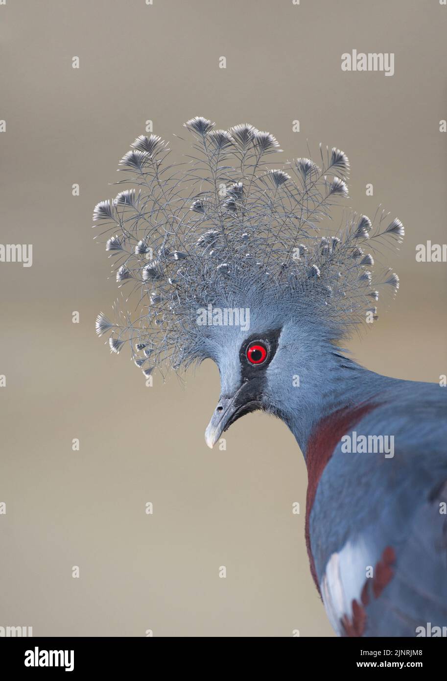 Victoria Crowned Pigeon, Goura Victoria, head detail. Stock Photo