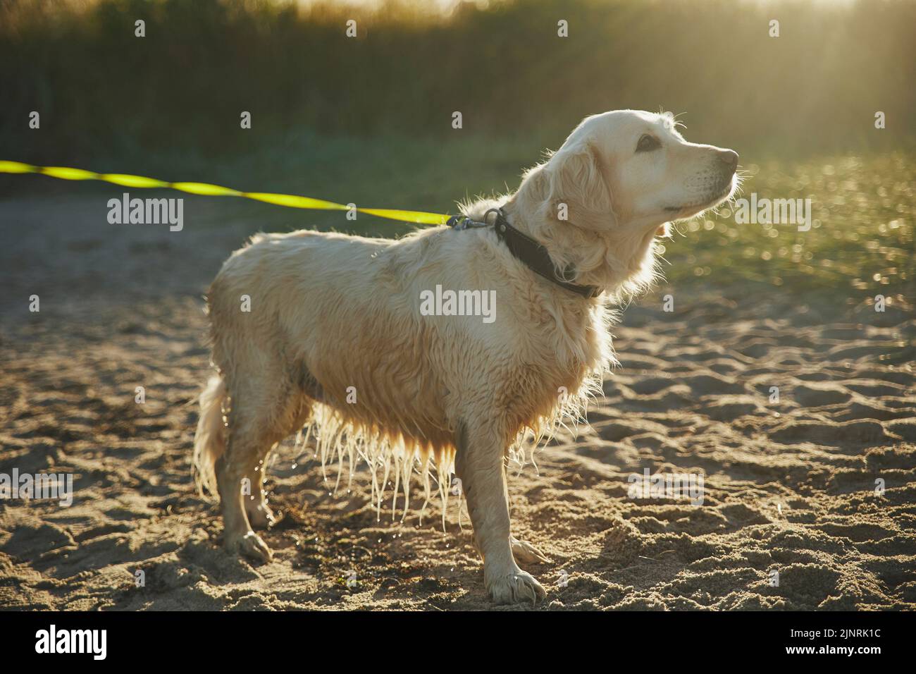 How To Dry A Golden Retriever? A Step-by-Step Guide