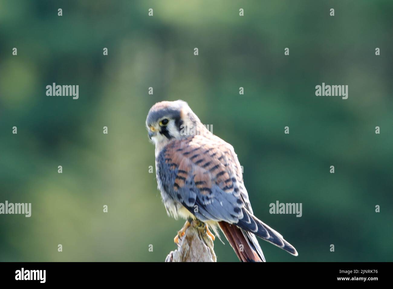American Kestrel Male Facing Left Landscape View Stock Photo - Alamy