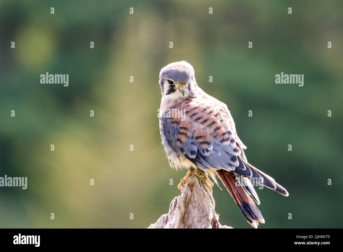 American Kestrel Male Facing Left Landscape View Stock Photo - Alamy