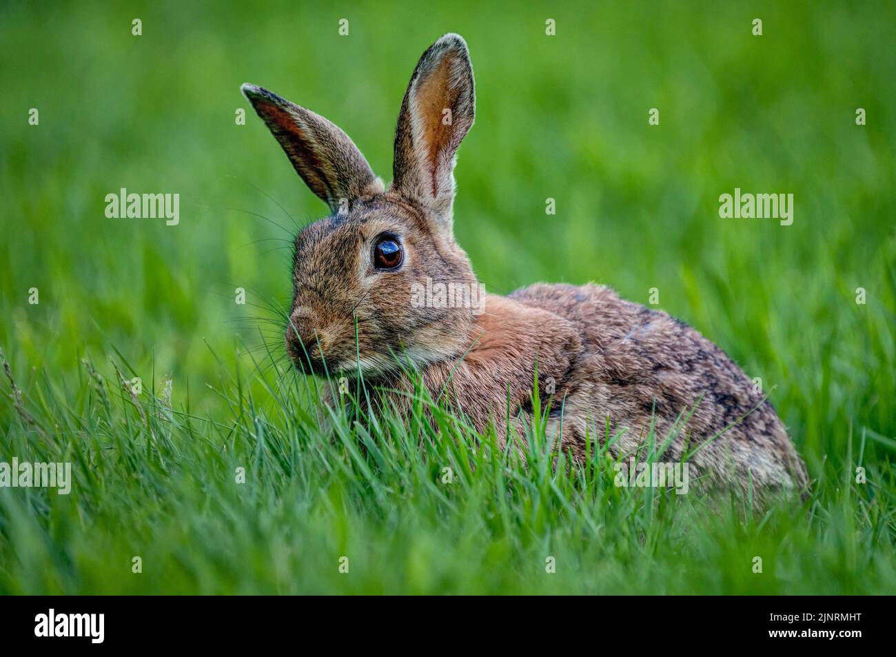 Bugs bunny a wild hare hi-res stock photography and images - Alamy