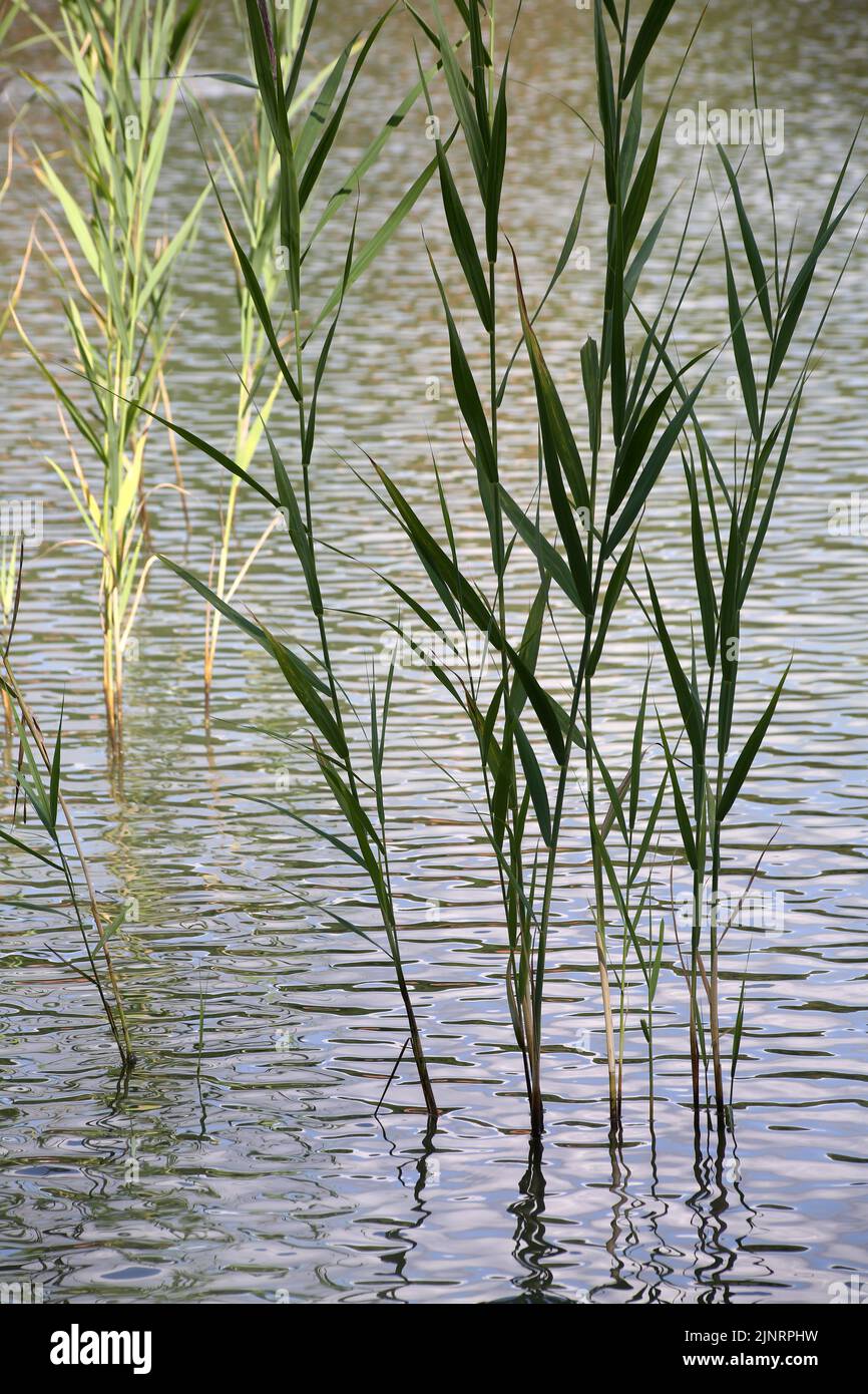 Les étangs de Corot. Ville d'Avray. Haut-de-Seine. Ile-de-France. France. Europe. Stock Photo