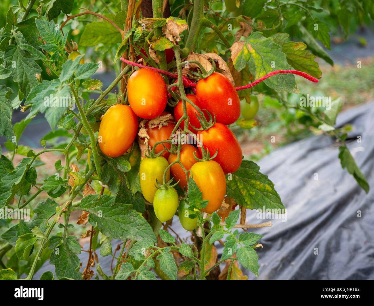 tomato planting in an organic and sustainable plantation Stock Photo