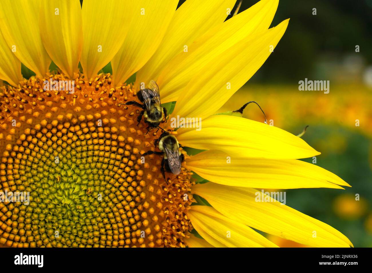 Two Eastern Bumblebees, Bombus impatiens, meeting on a sunflower while they collect pollen. Stock Photo