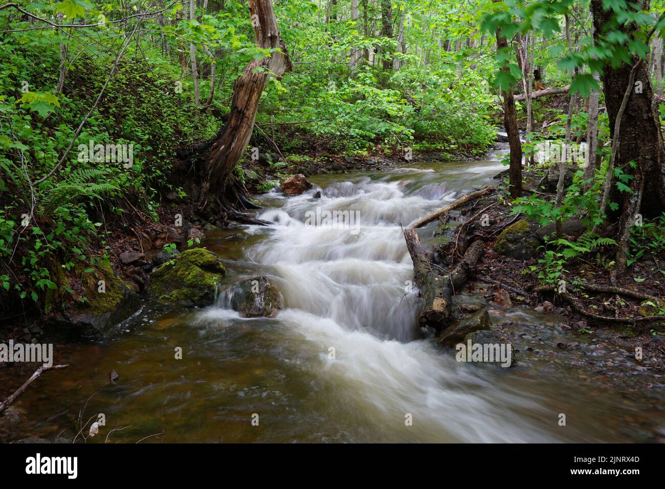 Motion-blurred stream flowing through the forest in Cape Breton Highlands National Park in Nova Scotia Canada Stock Photo