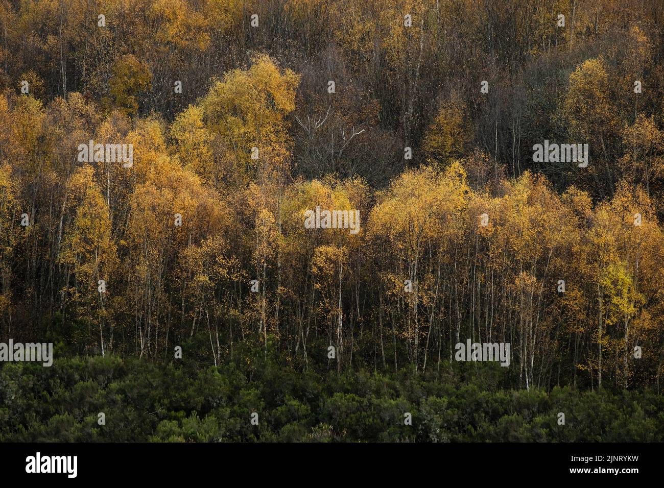 European white birch (Betula pubescens) trees with autumnal golden foliage Stock Photo