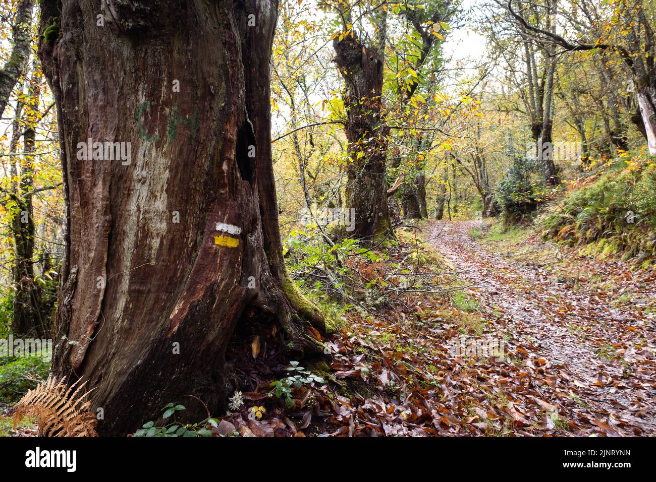 Hiking trail across a spanish chestnut grove (Castanea sativa) in the mountain with autumnal colours Stock Photo