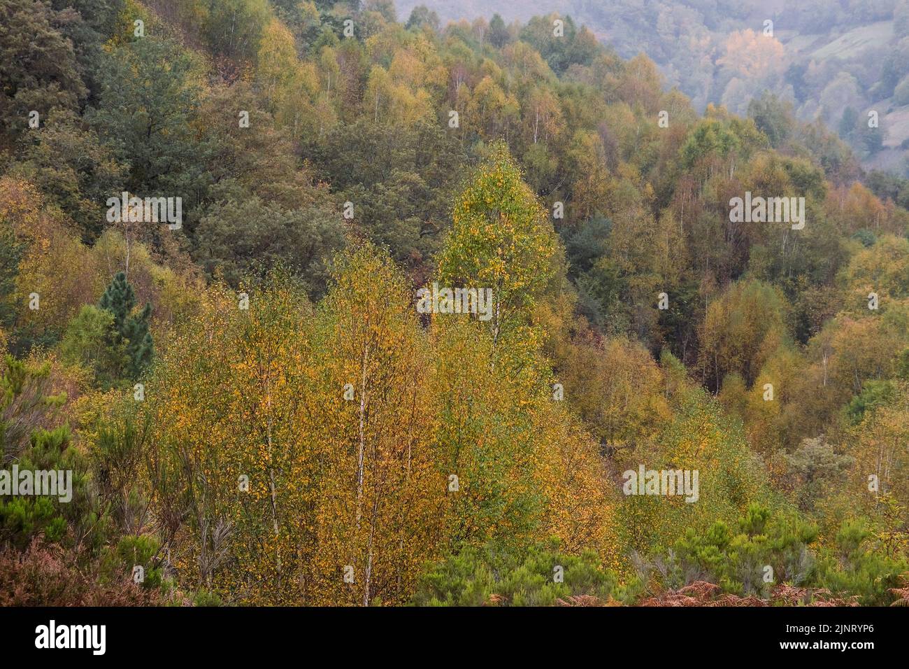 Autumnal colours in the forests of Serra do Courel, Galia, Spain Stock Photo