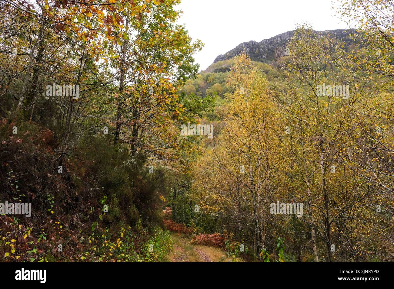 Autumnal native forest in the mountains of Serra do Courel, Galicia, Spain. Stock Photo
