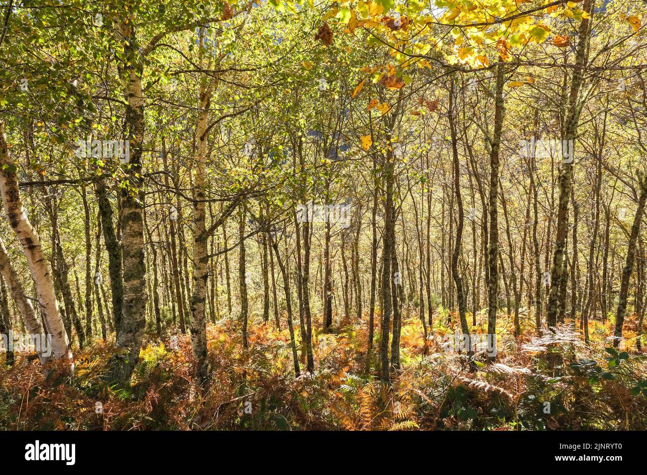 Autumnal colours in oaks and birches forest Stock Photo