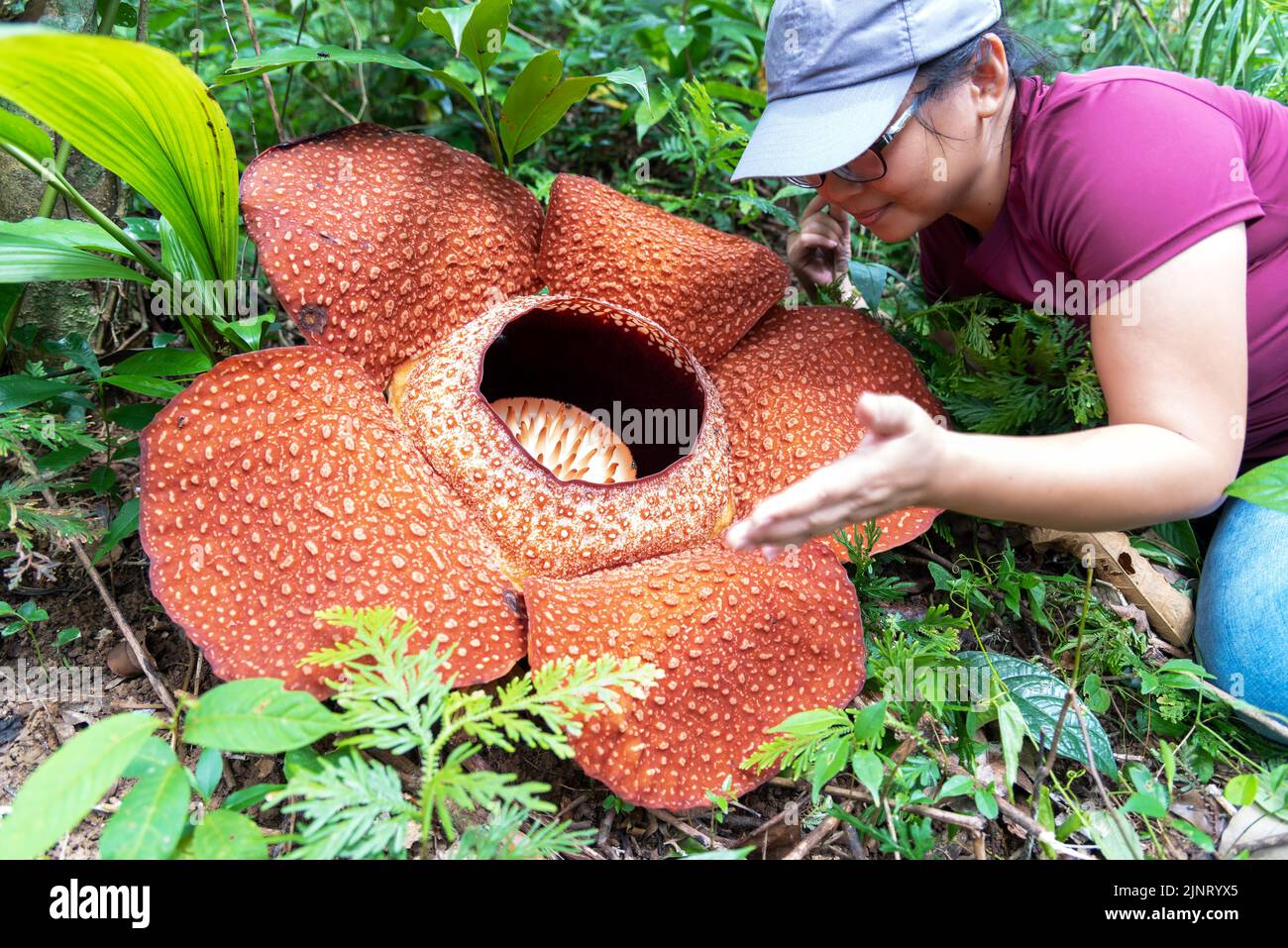 Woman looking at big Rafflesia keithii flower in the jungle of Borneo Stock Photo