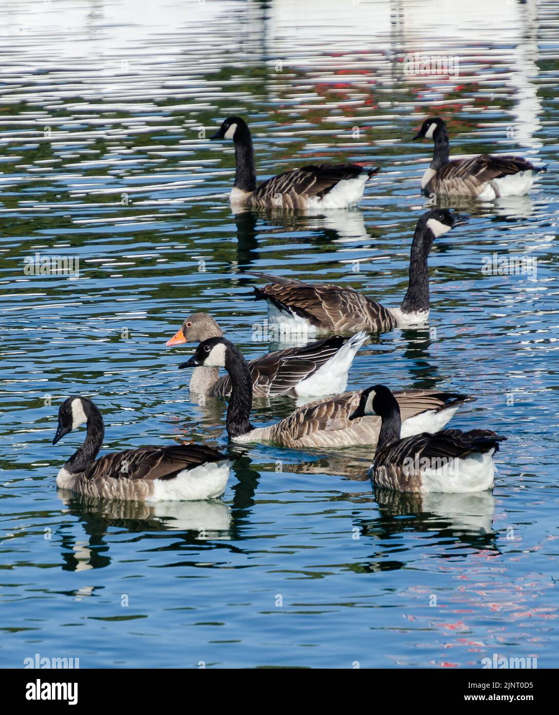 Canada geese on a summer lake Stock Photo