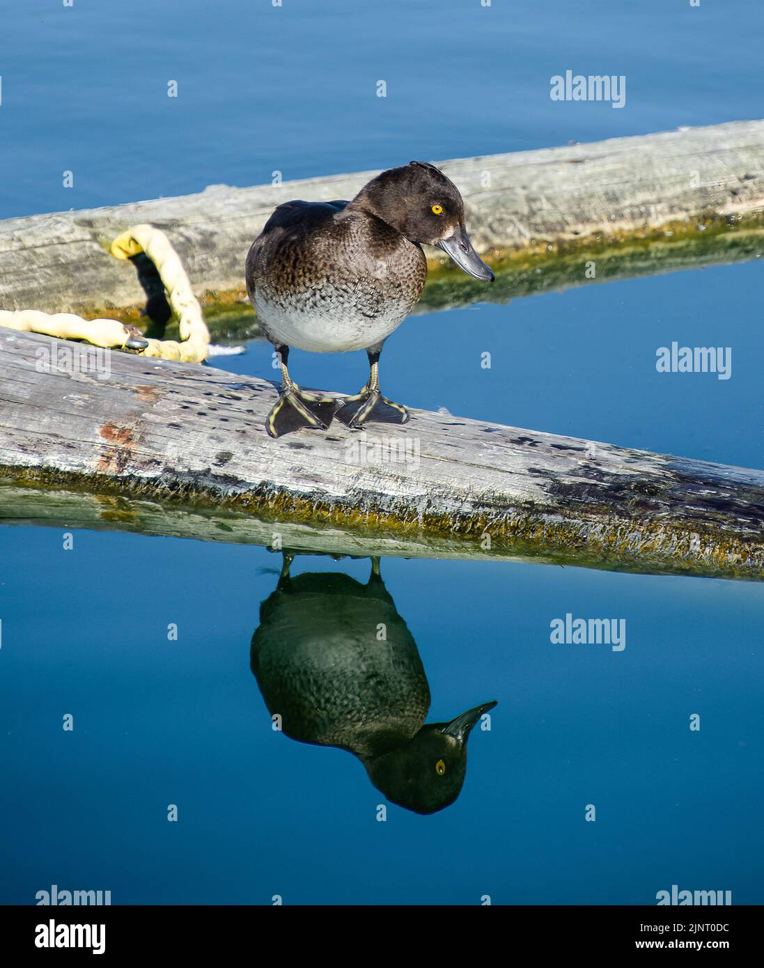 Tufted duck on a lake Stock Photo