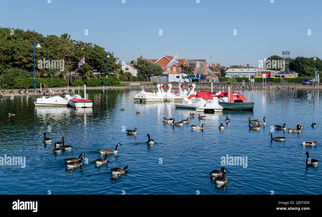 Boating lake with geese Stock Photo