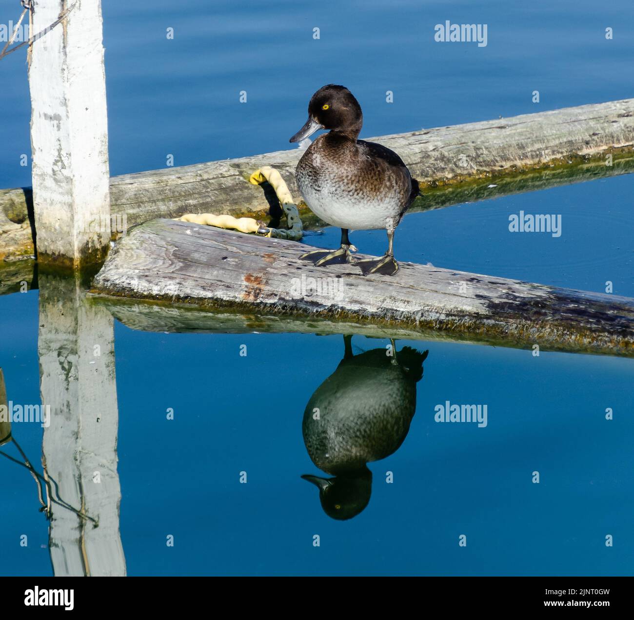 Tufted duck on lake Stock Photo