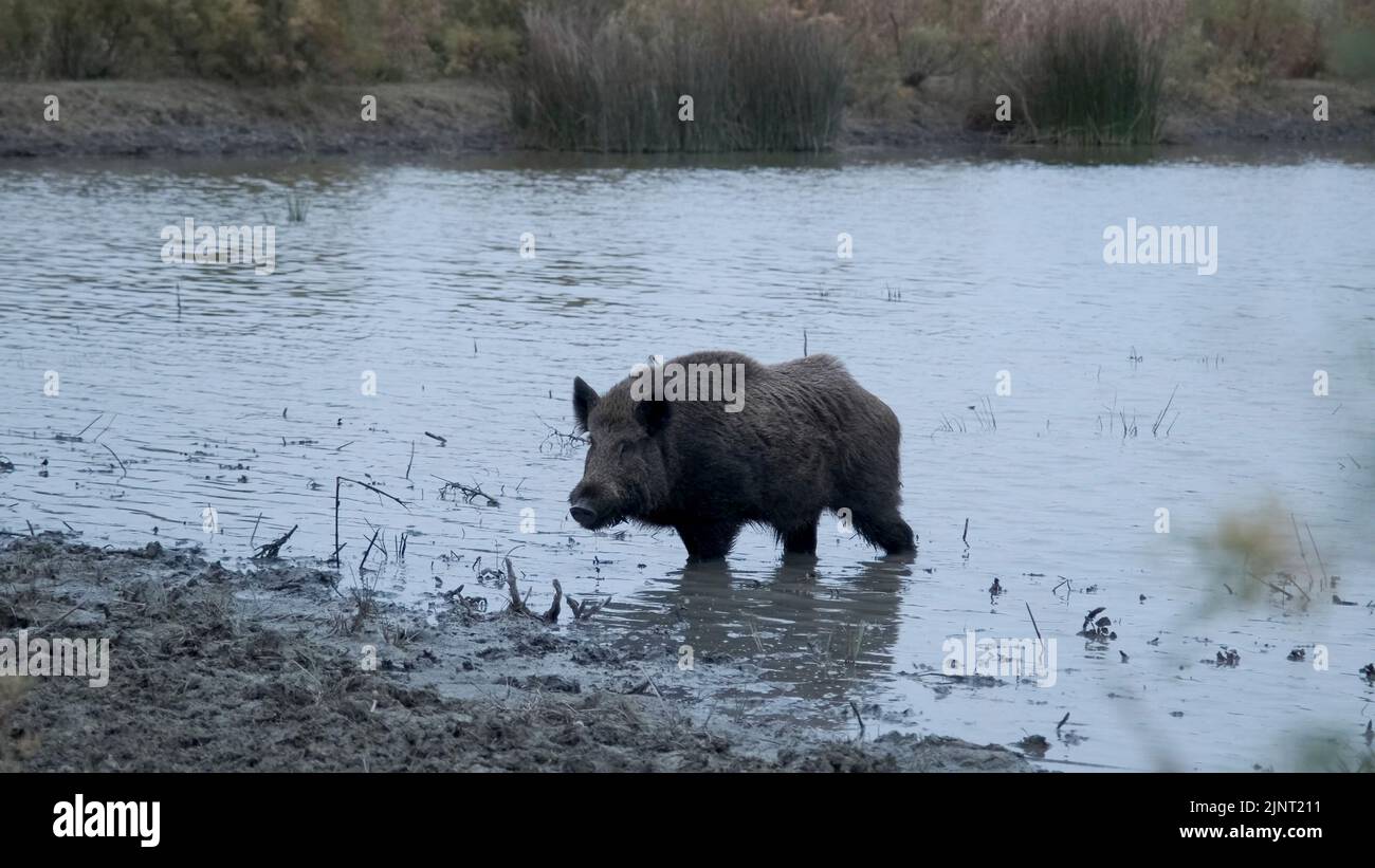August 13, 2022, Odessa oblast, Ukraine, Eastern Europe: Wild boar (Sus scrofa) eats roots in a freshwater pond (Credit Image: © Andrey Nekrasov/ZUMA Press Wire) Stock Photo