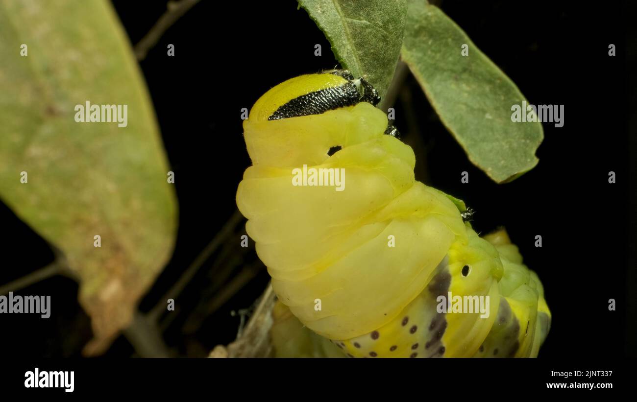August 13, 2022, Odessa oblast, Ukraine, Eastern Europe: Larva ...