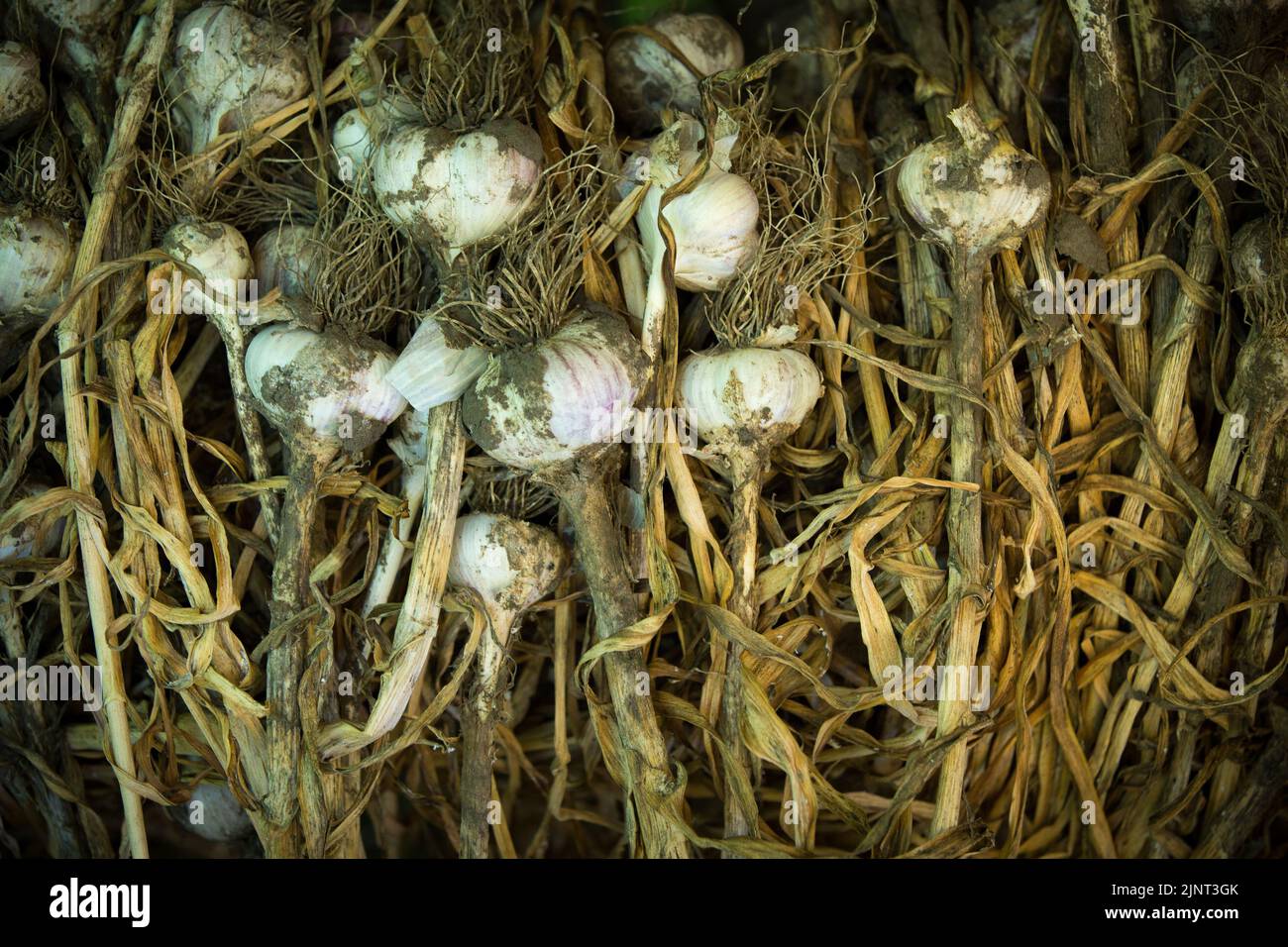 Closeup of freshly dug cloves of garlic. Healthy food concept. Garlic