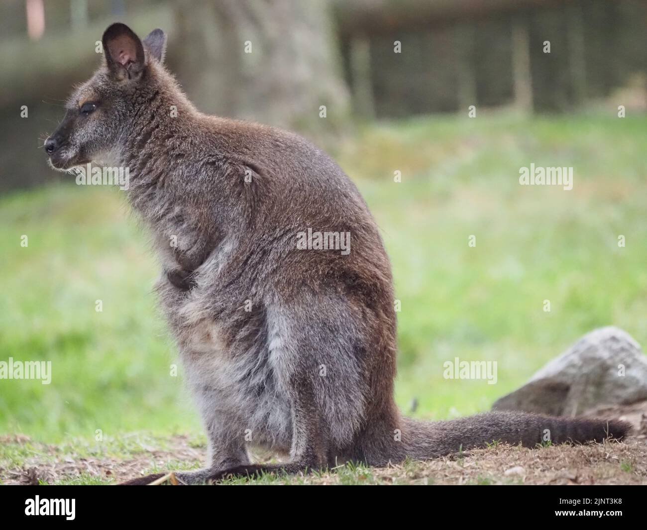 Kangaroo sits on a green lawn against the background of a wooden fence Stock Photo