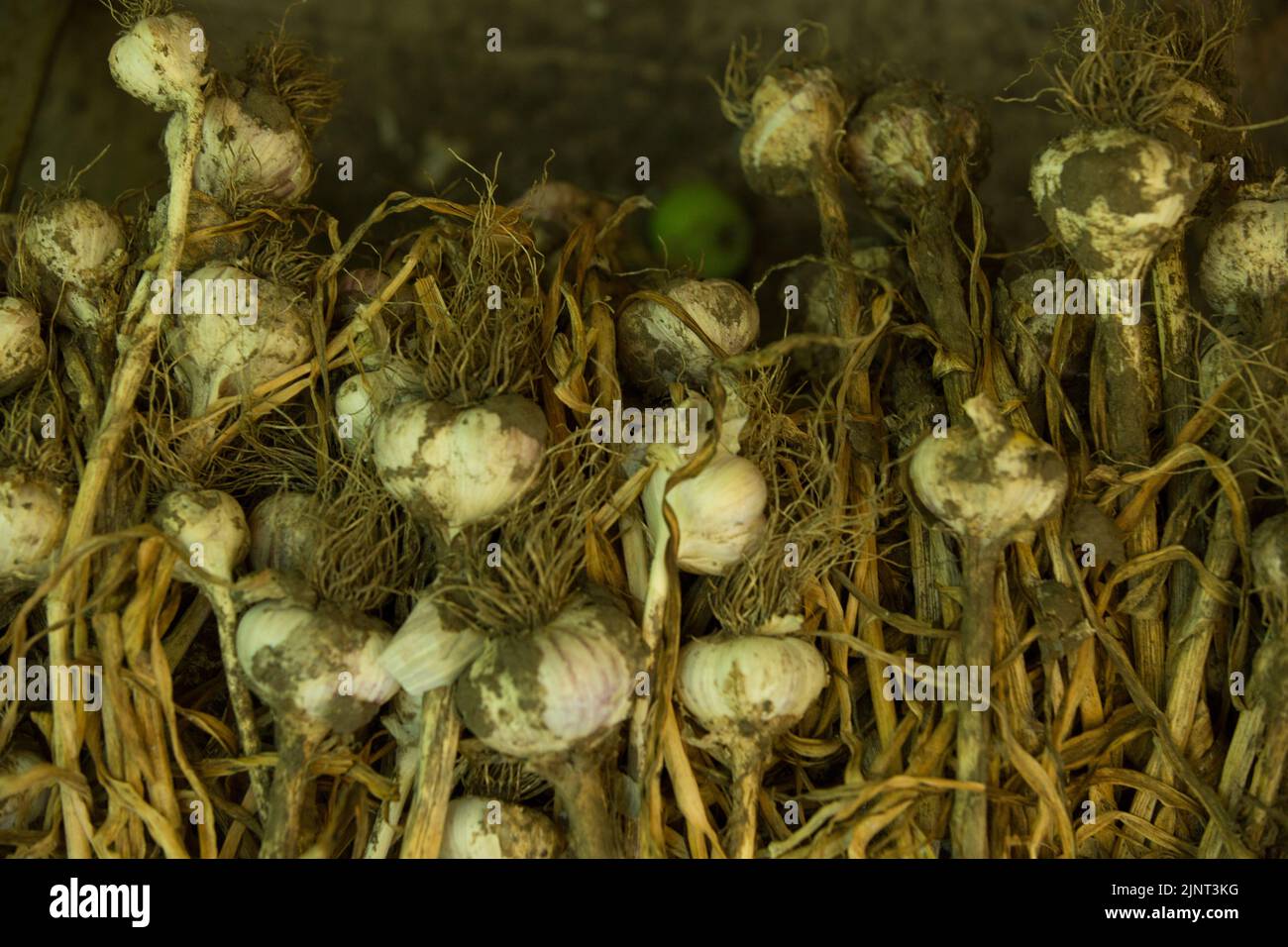 Closeup of freshly dug cloves of garlic. Healthy food concept. Garlic