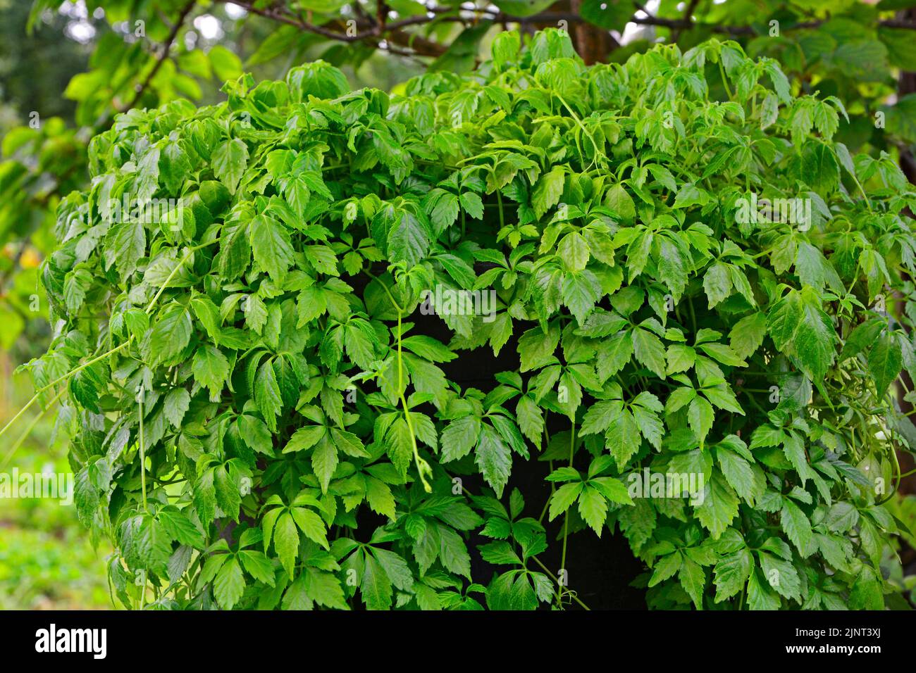 longevity herb, Gynostemma pentaphyllum, Jiaogulan, Stock Photo