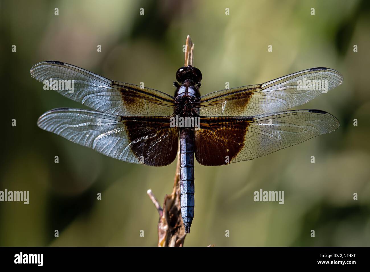 Widow Skimmer on plant stem.  It is a distinctive black and gray dragonfly with boldly marked wings. It perches on plant stems. Stock Photo