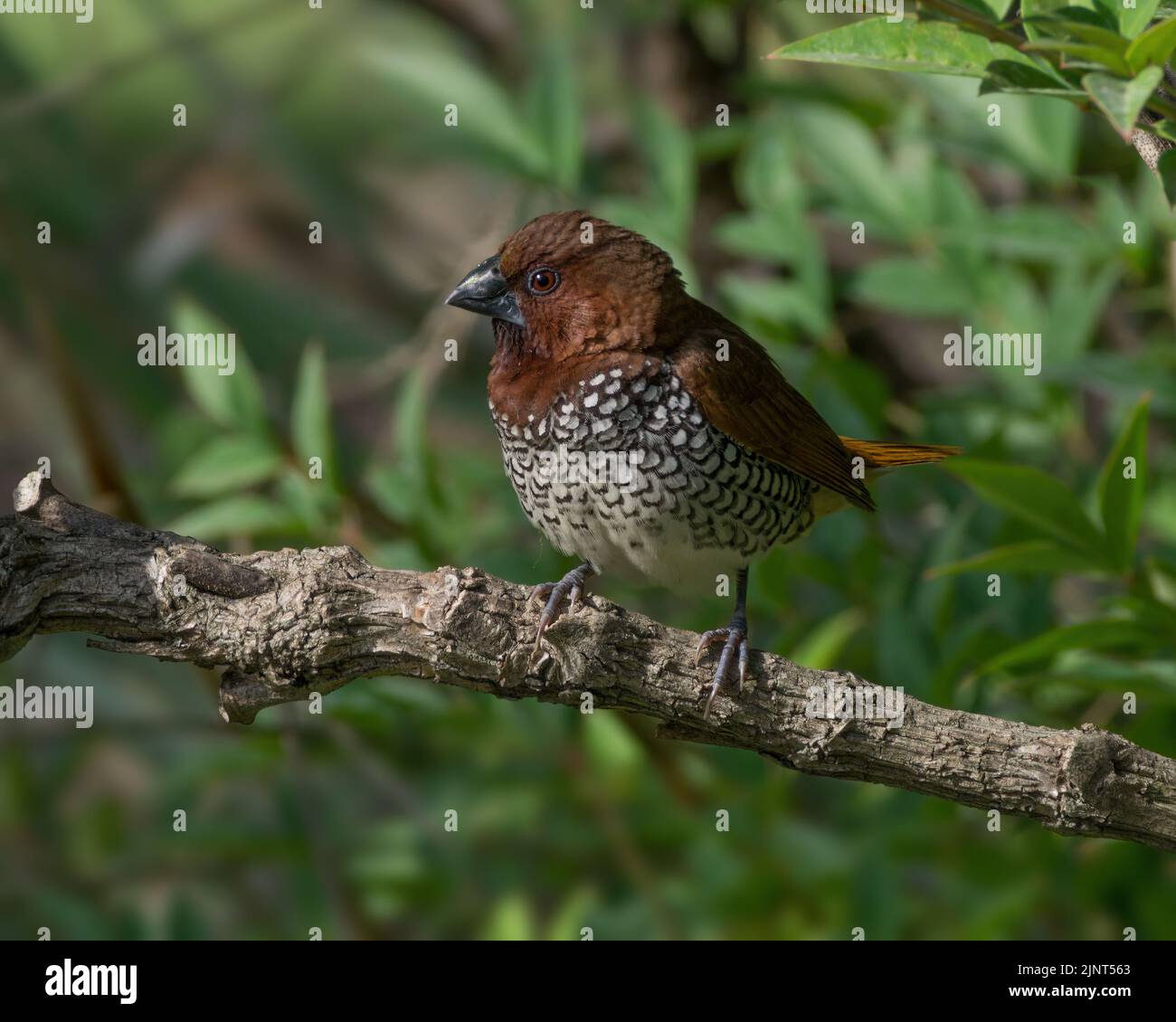 Scaly-breasted Munia or Spotted Munia, Lonchura punctulata,  shown in Arcadia, Southern California. Considered an invasive species in the USA. Stock Photo