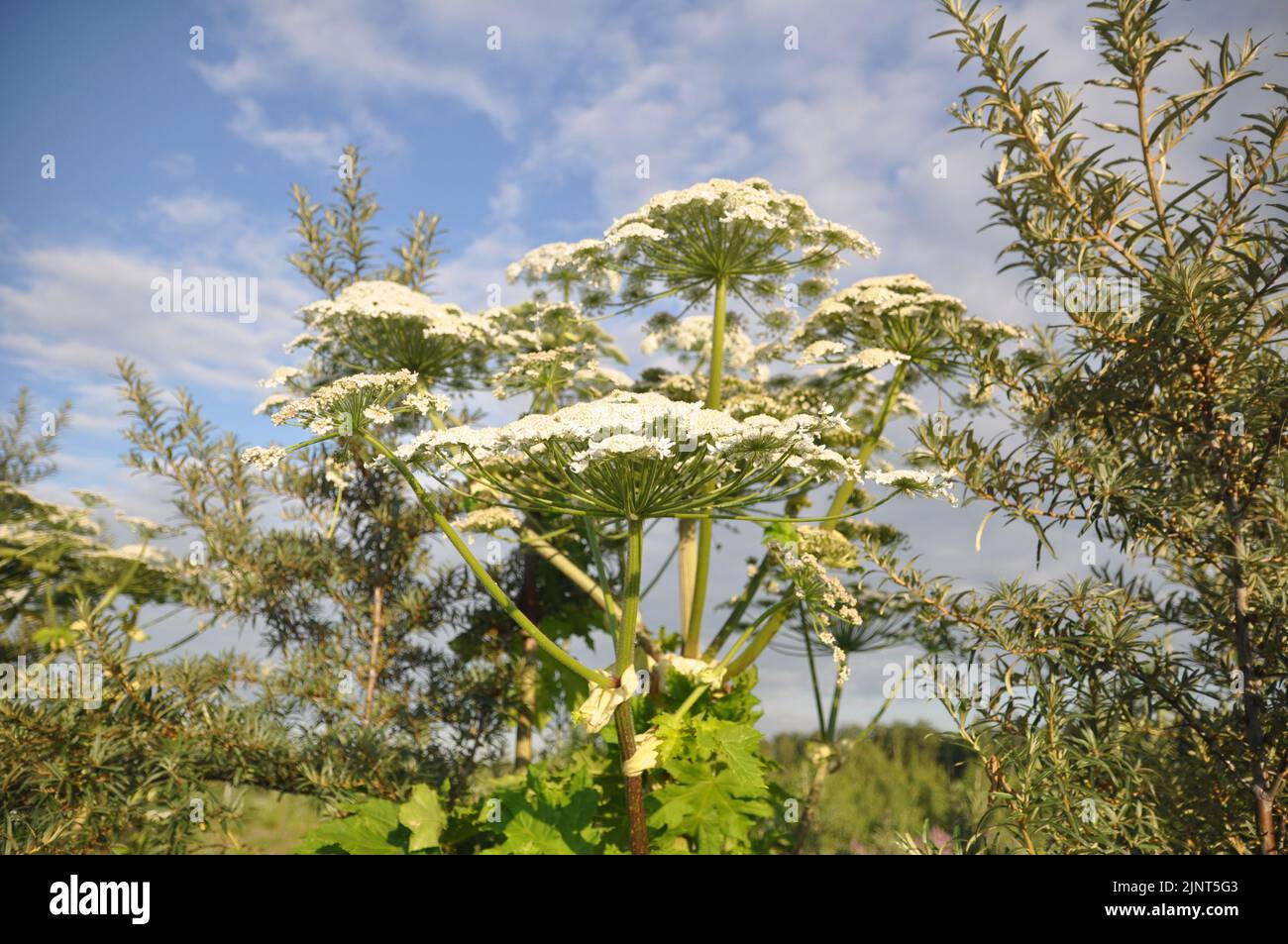 Poisonous Sosnovsky hogweed (Heracleum sosnowskyi), bottom view. Botany. Stock Photo