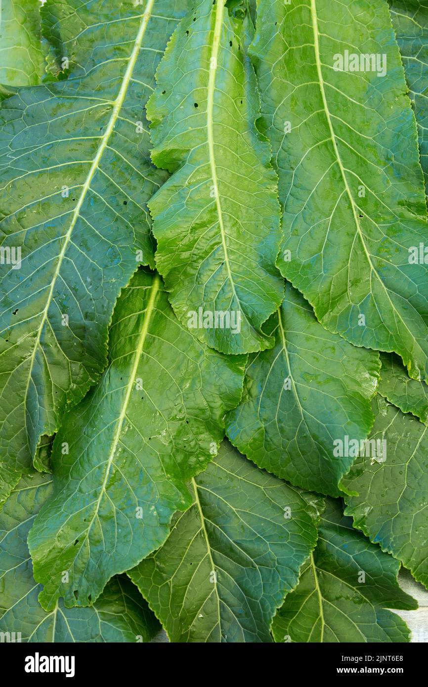 Background of natural vegetable herbaceous medicinal plant horseradish. Growing and harvesting